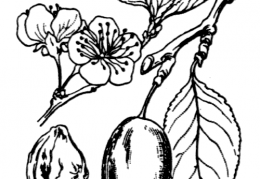 Nom original: Prunus domestica (n°1087)