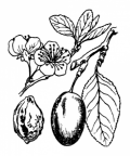 Nom original: Prunus domestica (n°1087)