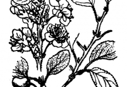 Nom original: Prunus insititia (n°1088)
