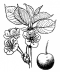 Nom original: Cerasus avium (n°1091)