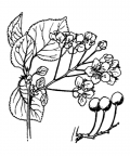 Nom original: Cerasus mahaleb (n°1093)