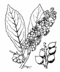 Nom original: Cerasus laurocerasus (n°1096)