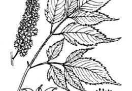 Nom original: Spiraea aruncus (n°1098)