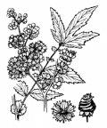Nom original: Spiraea ulmaria (n°1099)