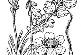 Nom original: Geum reptans (n°1102)