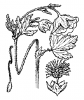 Nom original: Geum rivale (n°1105)