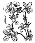 Nom original: Potentilla caulescens (n°1112)