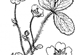 Nom original: Potentilla splendens (n°1120)