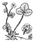 Nom original: Potentilla fragariastrum (n°1121)