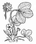 Nom original: Potentilla micrantha (n°1122)