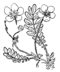 Nom original: Potentilla anserina (n°1126)