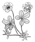 Nom original: Potentilla reptans (n°1128)