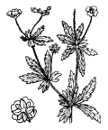 Nom original: Potentilla tormentilla (n°1130)