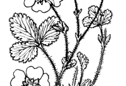 Nom original: Potentilla grandiflora (n°1131)