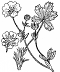 Nom original: Potentilla aurea (n°1145)