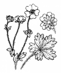 Nom original: Potentilla salisburgensis (n°1146)
