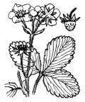 Nom original: Fragaria elatior (n°1148)