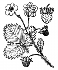 Nom original: Fragaria vesca (n°1149)