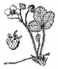 Nom original: Fragaria collina (n°1150)