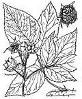 Nom original: Rubus idaeus (n°1152)