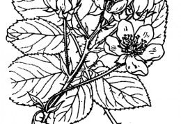 Nom original: Rubus suberectus (n°1153)
