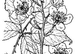Nom original: Rubus sulcatus (n°1158)