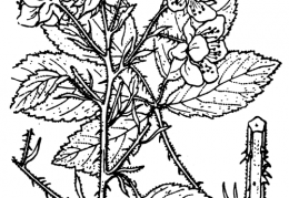 Nom original: Rubus silvaticus (n°1165)