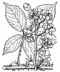 Nom original: Rubus macrophyllus (n°1166)