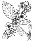 Nom original: Rubus tomentosus (n°1172)