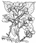 Nom original: Rubus bifrons (n°1173)
