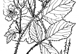 Nom original: Rubus caesius (n°1180)