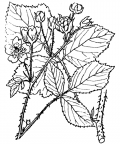 Nom original: Rubus caesius (n°1180)