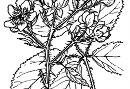 Nom original: Rubus radula (n°1184)
