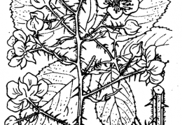 Nom original: Rubus vestitus (n°1187)