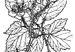 Nom original: Rubus koehleri (n°1196)