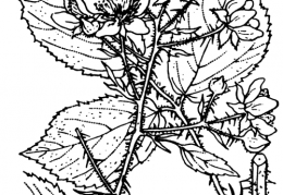Nom original: Rubus menkei (n°1197)