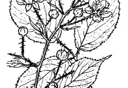 Nom original: Rubus tereticaulis (n°1202)