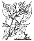 Nom original: Rubus tereticaulis (n°1202)