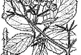 Nom original: Rubus serpens (n°1203)