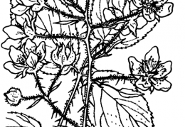Nom original: Rubus bellardii (n°1204)