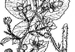 Nom original: Rubus hirtus (n°1205)
