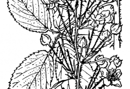 Nom original: Rubus foliosus (n°1206)