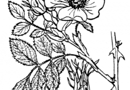 Nom original: Rosa elliptica (n°1220)