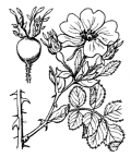 Nom original: Rosa rubiginosa (n°1222)