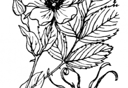 Nom original: Rosa rubrifolia (n°1226)