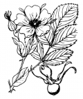 Nom original: Rosa rubrifolia (n°1226)