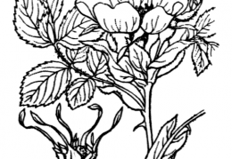 Nom original: Rosa glauca (n°1227)