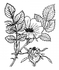 Nom original: Rosa abietina (n°1230)