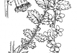Nom original: Agrimonia eupatoria (n°1234)