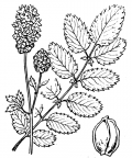 Nom original: Sanguisorba officinalis (n°1239)